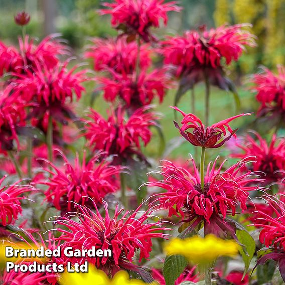 Monarda didyma