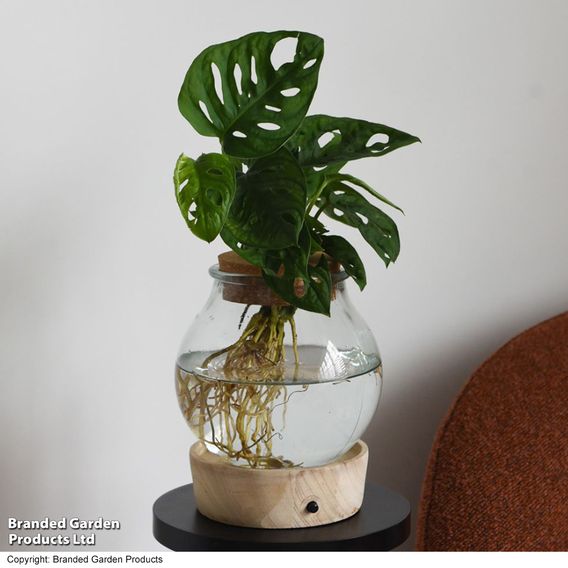 Monstera adansonii in Glass with Light Up Base