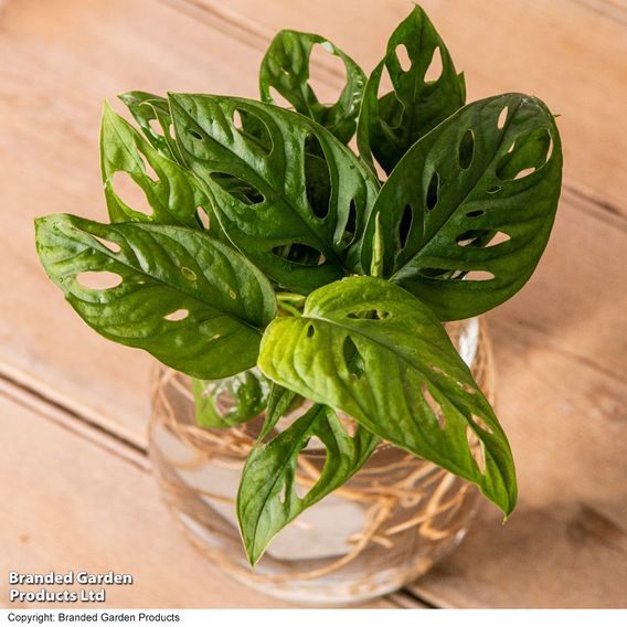 Monstera adansonii in kingston vase