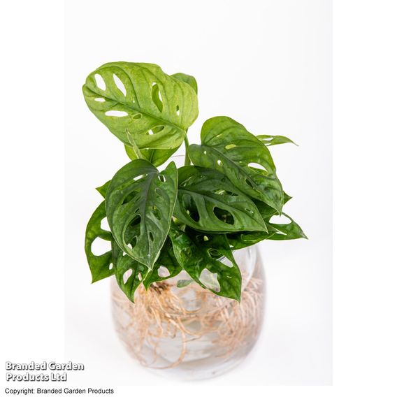 Monstera adansonii in kingston vase