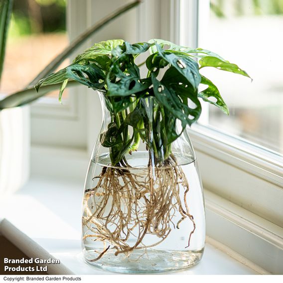 Monstera adansonii in kingston vase