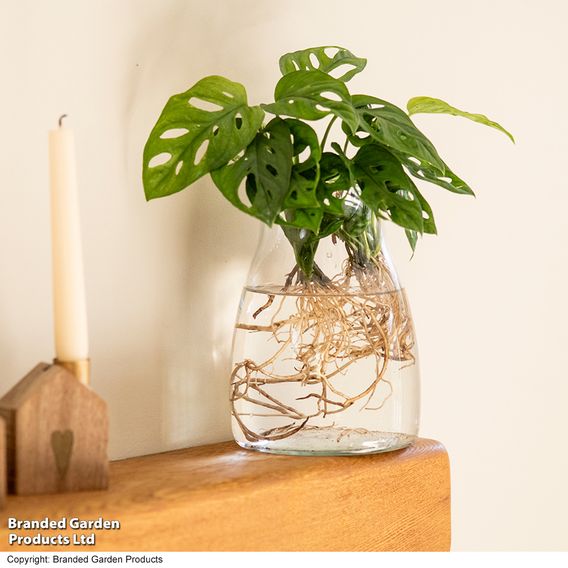 Monstera adansonii in kingston vase