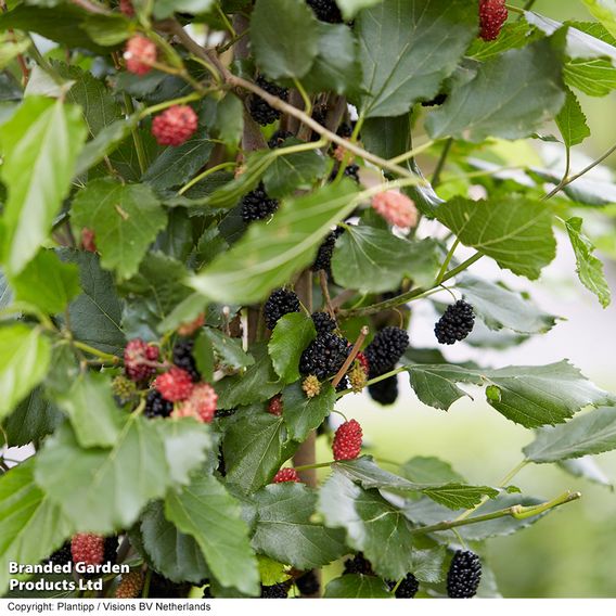 Mulberry 'Charlotte Russe' (Mojo Berry)