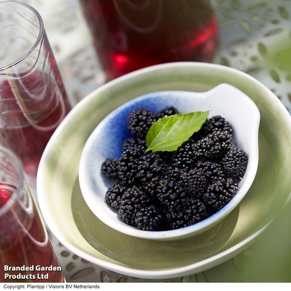 Mulberry 'Charlotte Russe' (Mojo Berry)