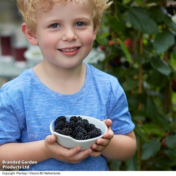 Mulberry 'Charlotte Russe' (Mojo Berry)