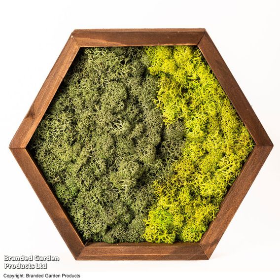 Moss Wall Art