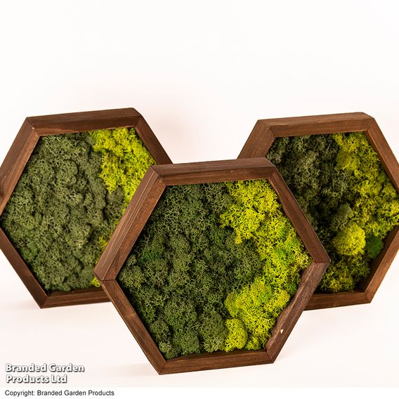 Moss Wall Art