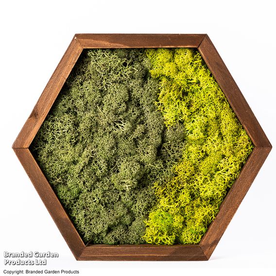 Moss Wall Art