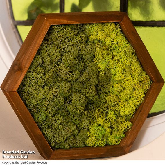 Moss Wall Art