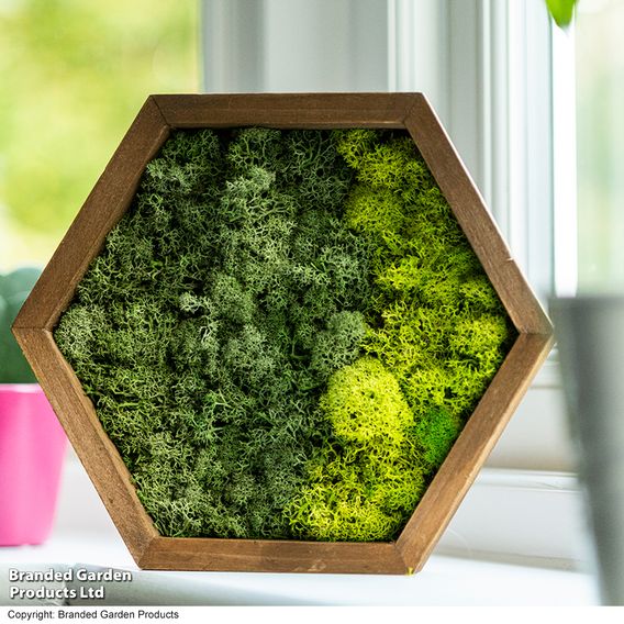 Moss Wall Art