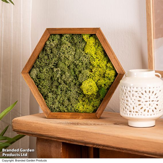 Moss Wall Art