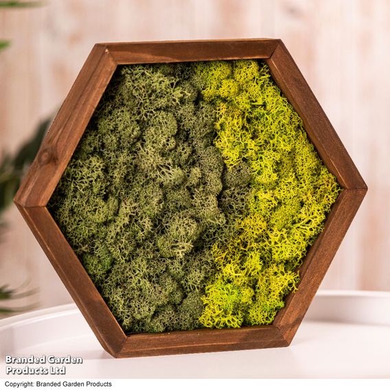 Moss Wall Art