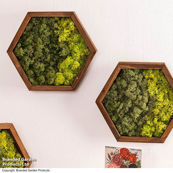 Moss Wall Art