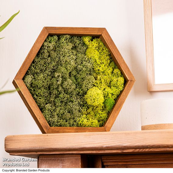 Moss Wall Art