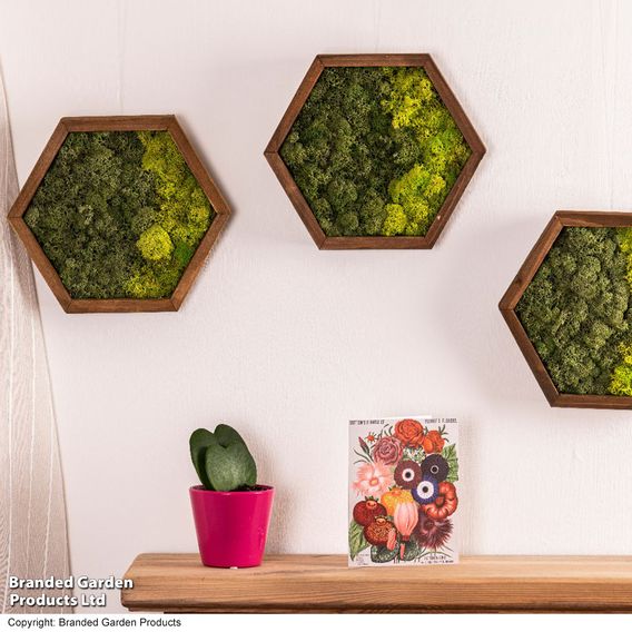 Moss Wall Art