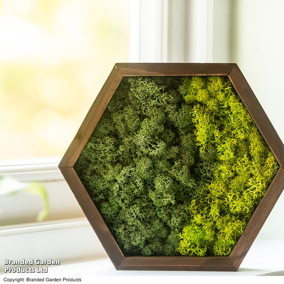 Moss Wall Art
