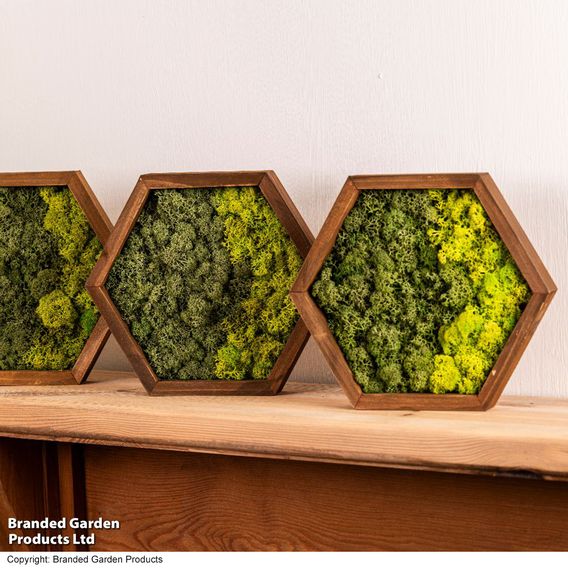 Moss Wall Art