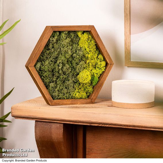 Moss Wall Art