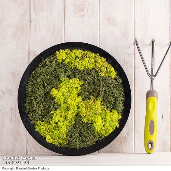 Moss Wall Art