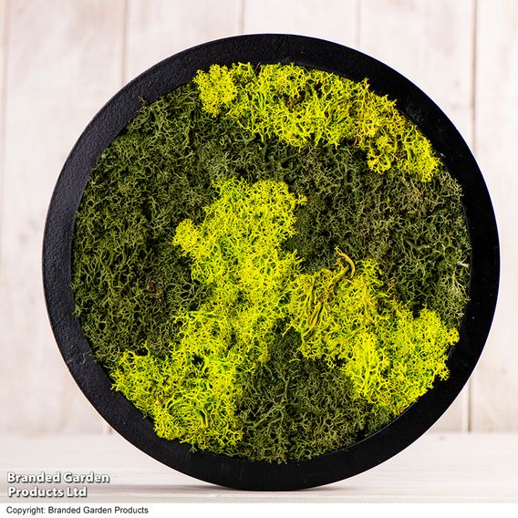 Moss Wall Art