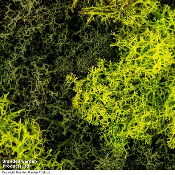 Moss Wall Art