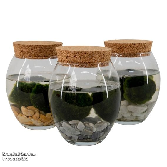 Moss Balls in Ball Glass Vase