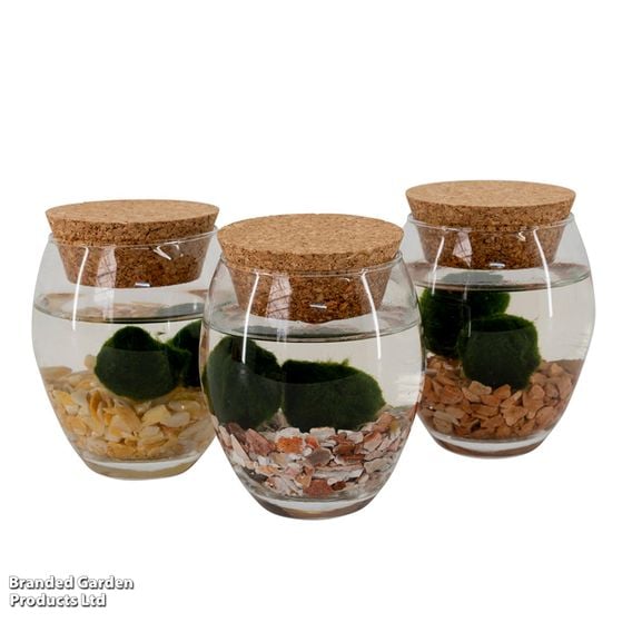 Moss Balls in Ball Glass Vase