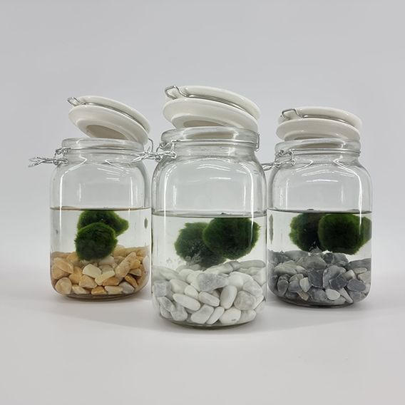 Moss Balls in Weck Jar