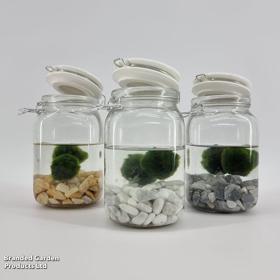 Moss Balls in Weck Jar