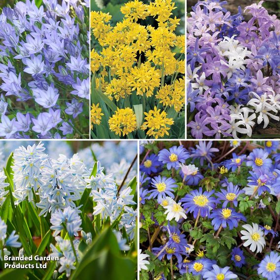 Mixed Spring Bulbs