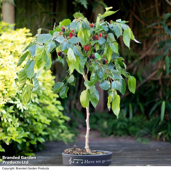 Mulberry 'Charlotte Russe' (Mojo Berry)