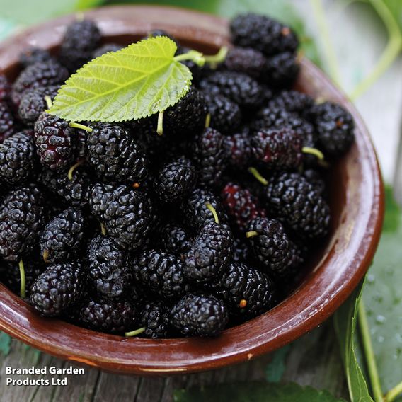 Mulberry 'Charlotte Russe' (Mojo Berry)