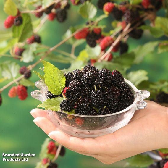Mulberry 'Charlotte Russe' (Mojo Berry)