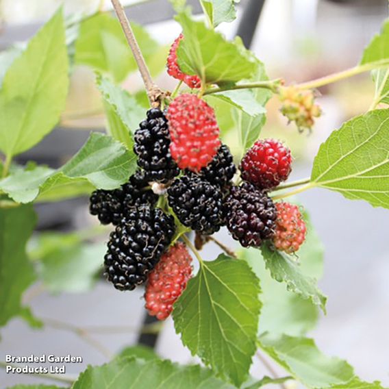 Mulberry 'Charlotte Russe' (Mojo Berry)