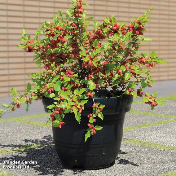 Mulberry 'Charlotte Russe' (Mojo Berry)
