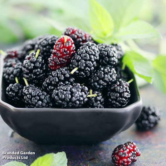 Mulberry 'Charlotte Russe' (Mojo Berry)