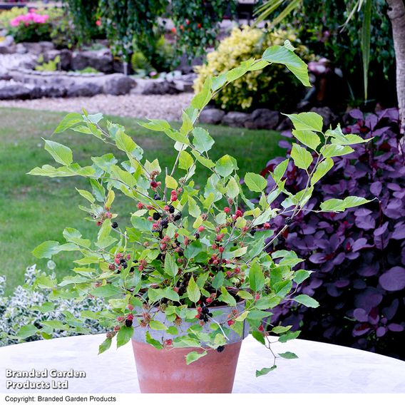 Mulberry 'Charlotte Russe' (Mojo Berry)