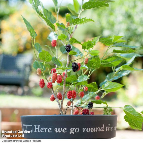 Mulberry 'Charlotte Russe' (Mojo Berry)