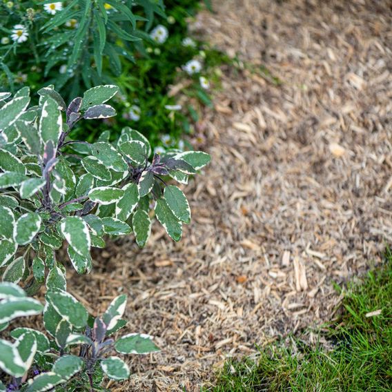 INCREDi Mulch Plus®