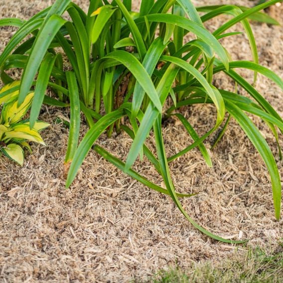 INCREDi Mulch Plus®