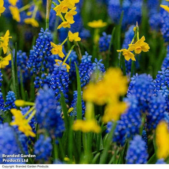 Muscari armeniacum