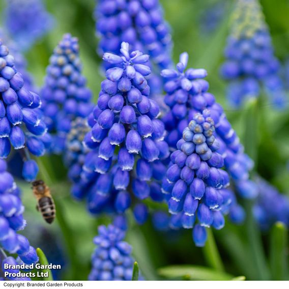 Muscari armeniacum