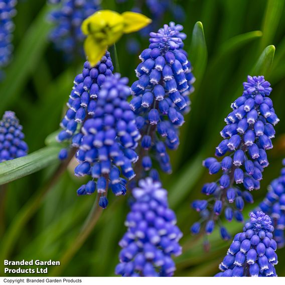 Muscari armeniacum