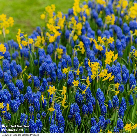 Muscari armeniacum