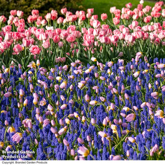 Muscari armeniacum