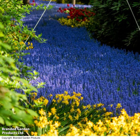 Muscari armeniacum