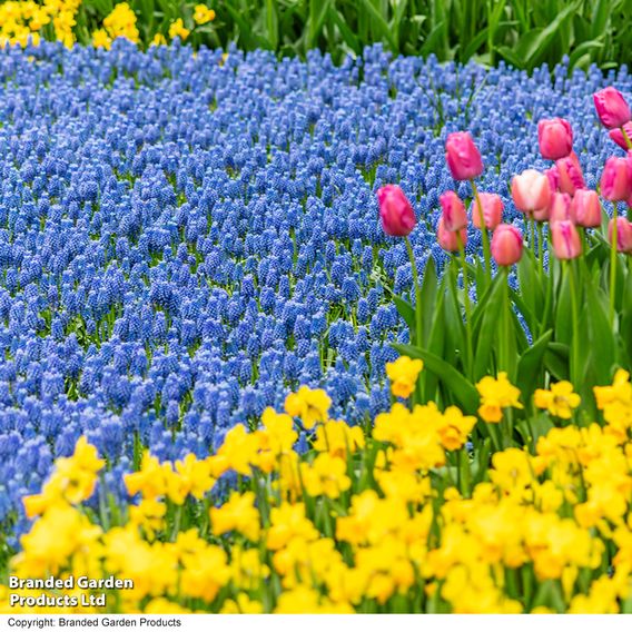 Muscari armeniacum
