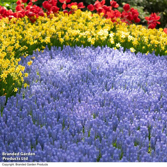 Muscari armeniacum