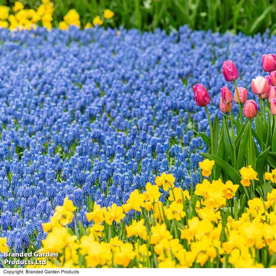 Muscari armeniacum