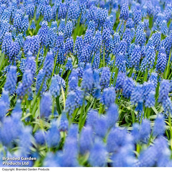Muscari armeniacum
